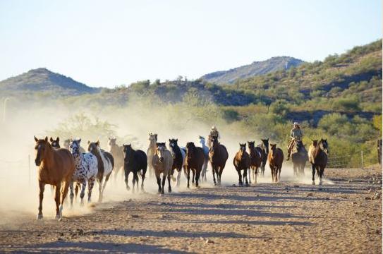 Rancho De Los Caballeros Wickenburg Ngoại thất bức ảnh